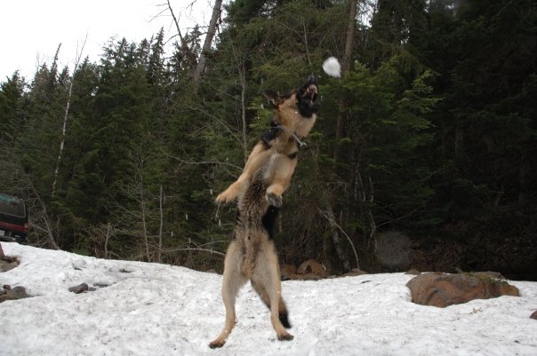 He loves catching snowballs.