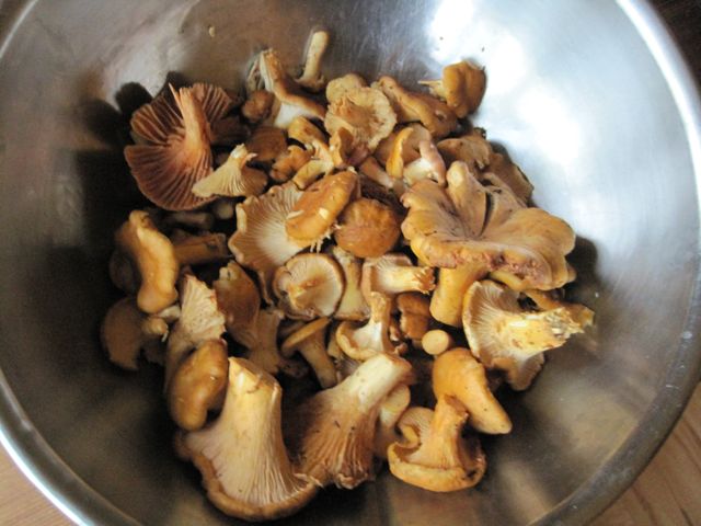 chantrelles.jpg