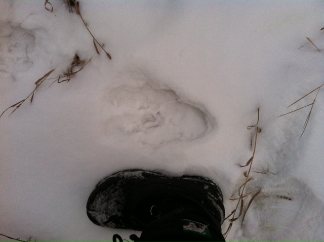 Moose track