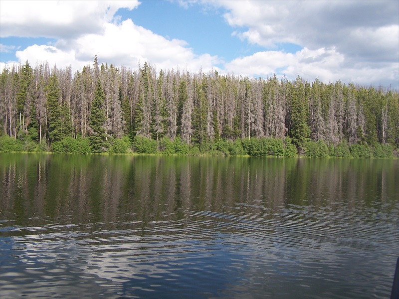 Lake view looking east showing beetle kill