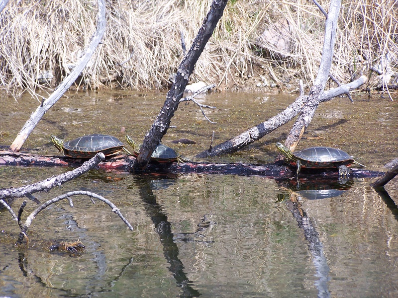 Turtles in the Sun