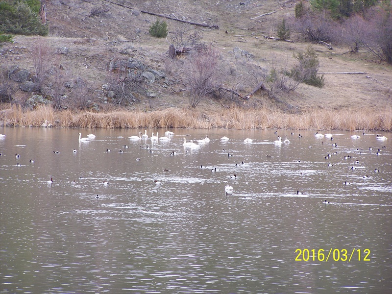 Feathered fisherbirds in a pond near Six Mile