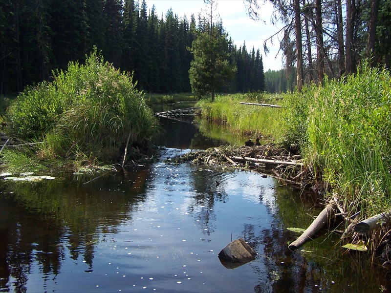 Beaver dam blocking the way.