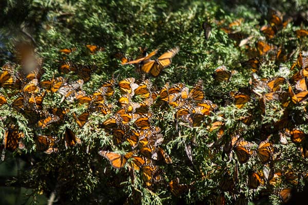 monarchs at 11,000 ft