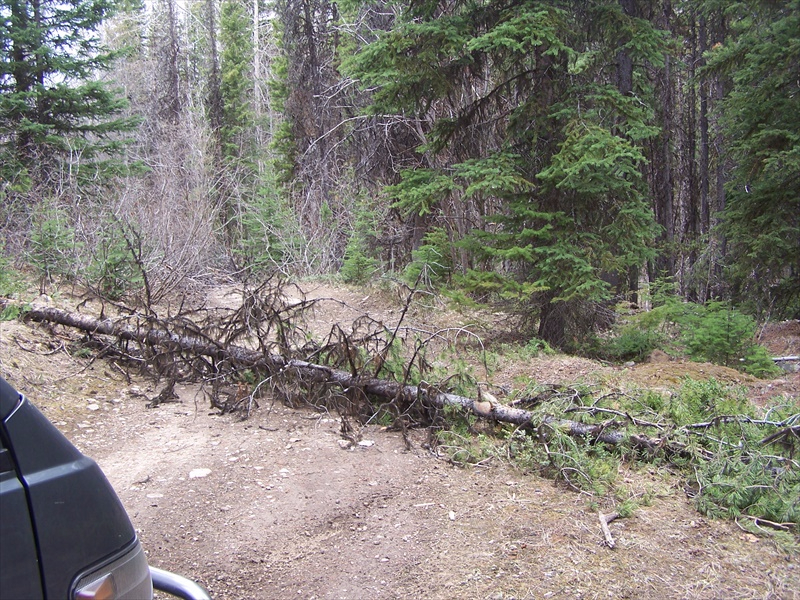 Typical fallen tree