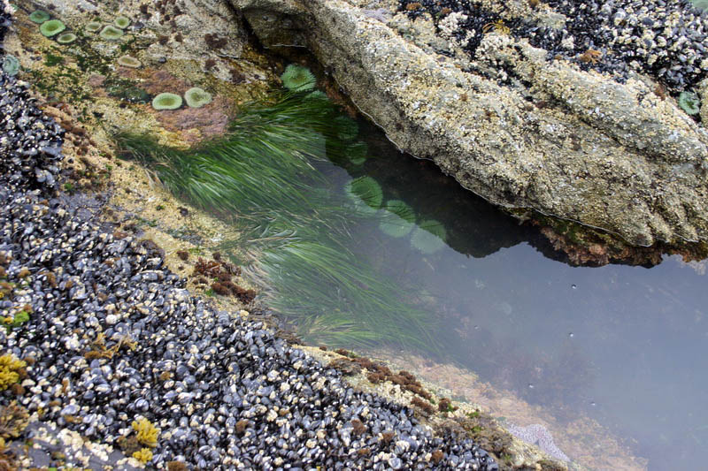 Wild Pacific Trail, Ucluelet. Vancouver Island.