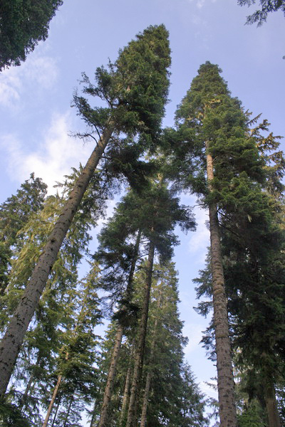 Giant Spruce at Quatse River Regional Park and Campground in Port Hardy, Vancouver Island.