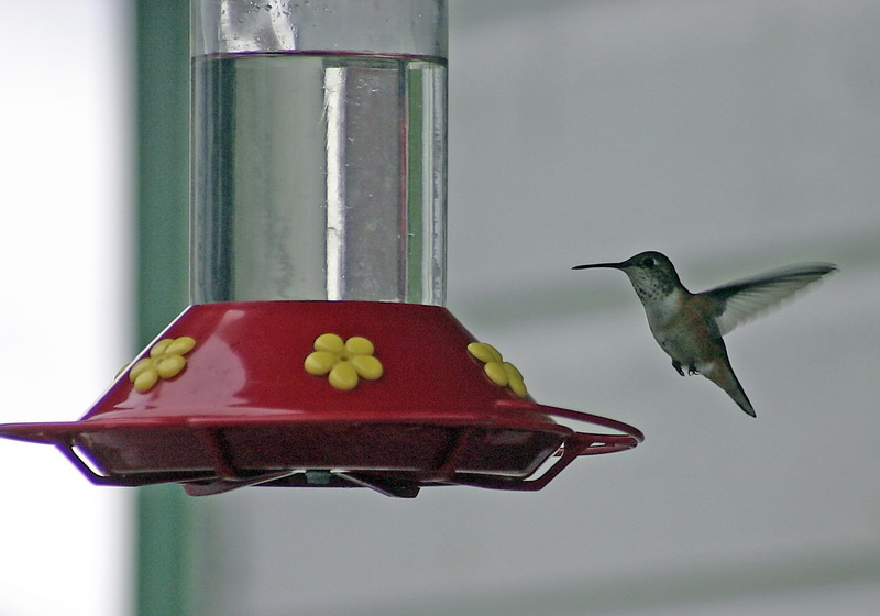Feeding hummingbirds. North Pacific Cannery.
