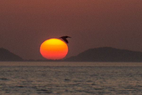 Sunset Pelican