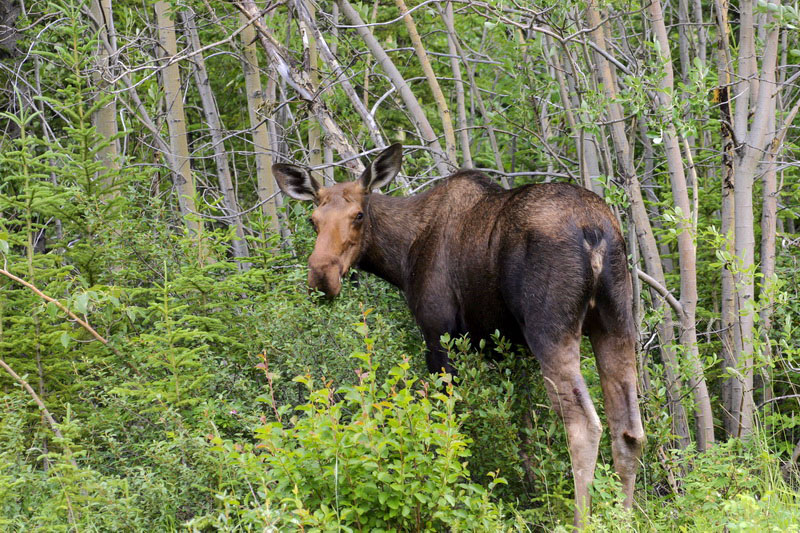 Curious moose: &quot;Come on! Leave me alone!&quot;