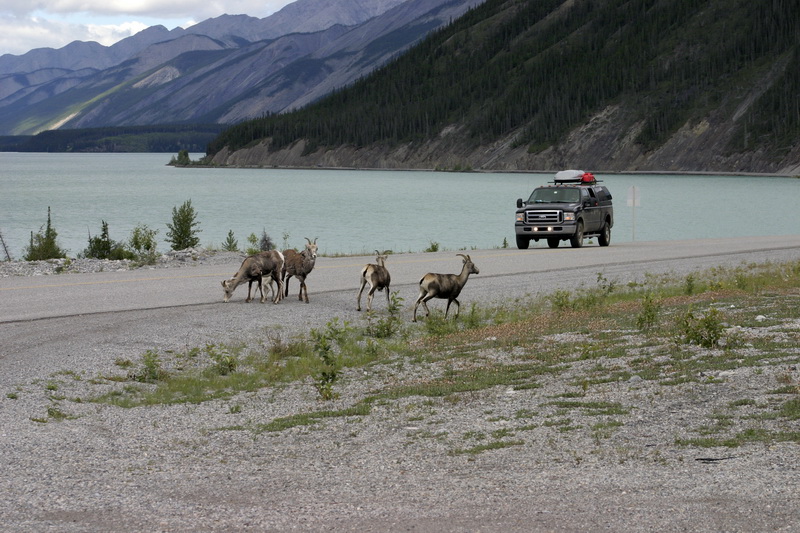 Mountain sheep.