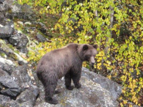 bear.jpg