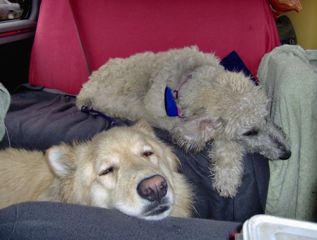dog seat.jpg