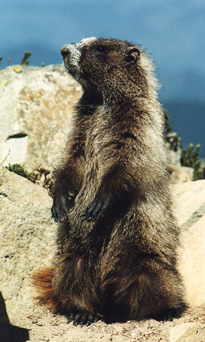 Hoary_marmot_rainier_1999.jpg