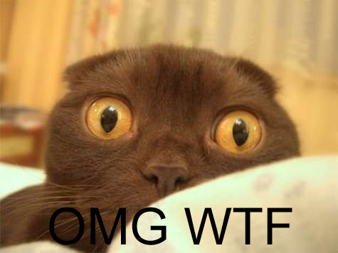 wtf cat.jpg
