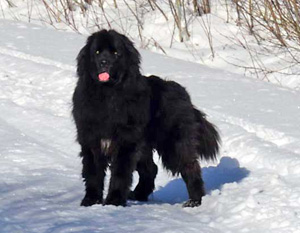 Our dog Diesel