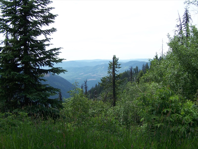 Vista