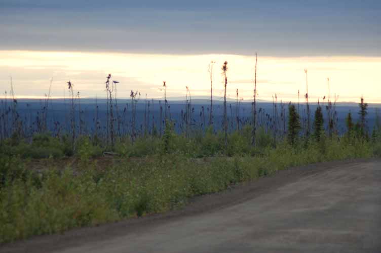 DrunkenForest11pm2889.jpg