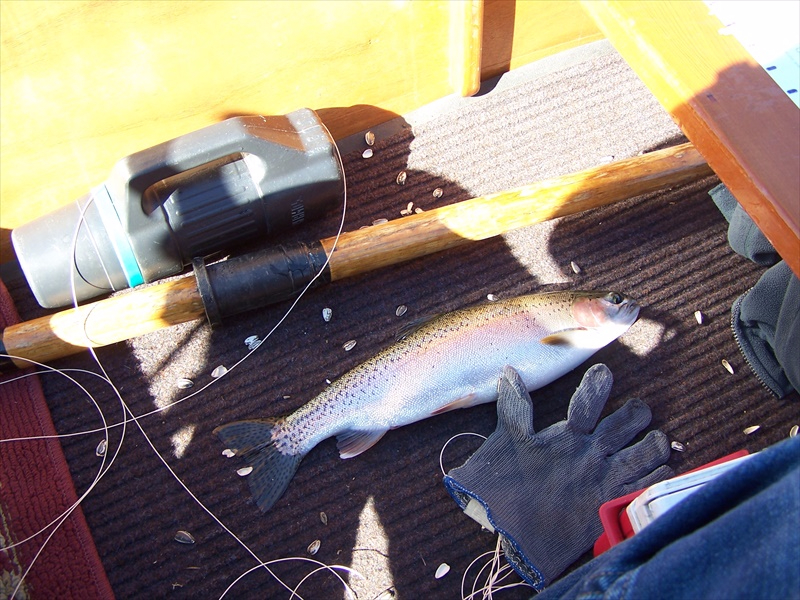 A nice Hosli trout