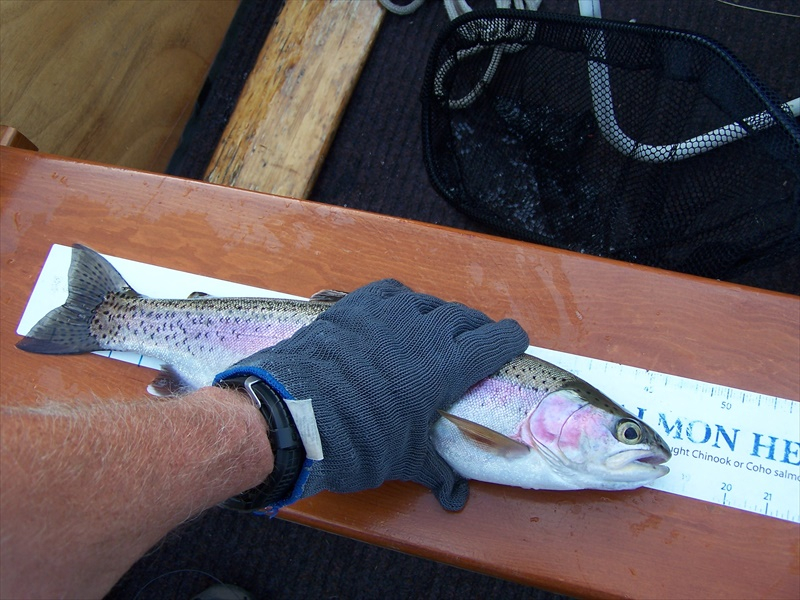 Nice Catherine Lake Trout