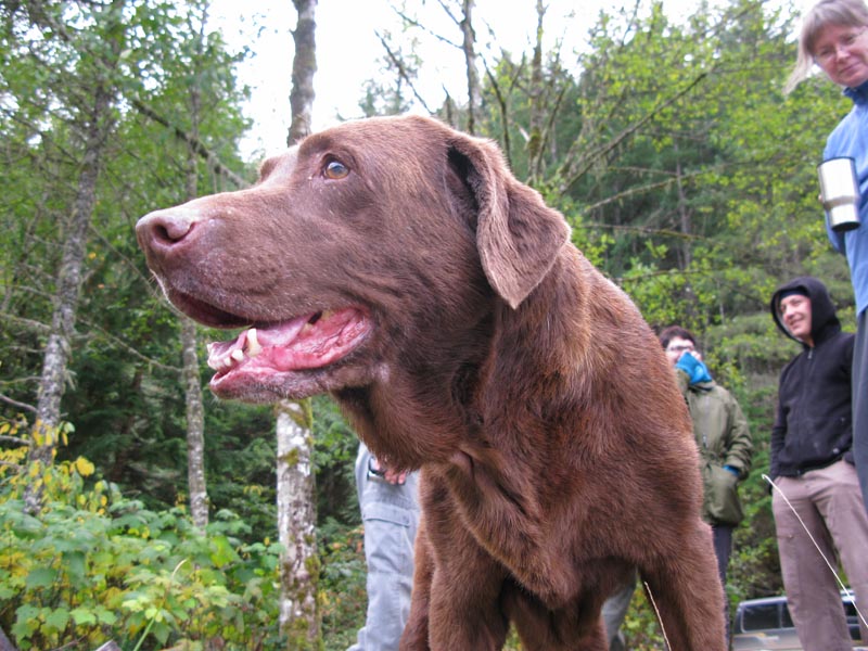Heidi