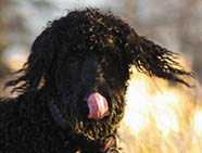 Wild Tobi.cropped.jpg