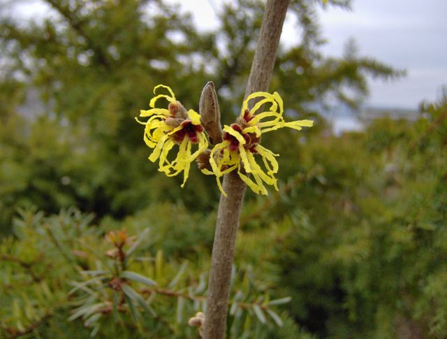 Witch Hazel.jpg