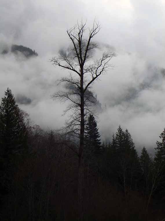MistyTree3978.jpg