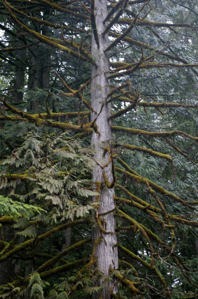 Tree.JPG